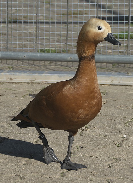 表明
